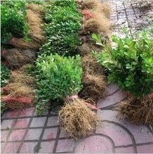 瓜子黃楊樹在景觀工程中的產(chǎn)品參考與應用指南