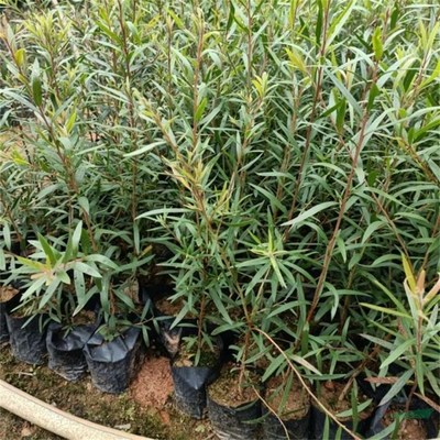 沭陽萬象花木種植專業(yè)合作社 匠心打造綠色生態(tài)，專業(yè)引領(lǐng)綠化工程新風(fēng)尚